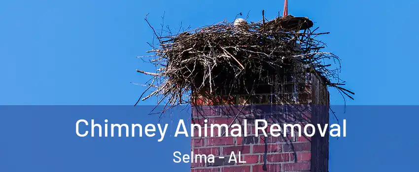 Chimney Animal Removal Selma - AL