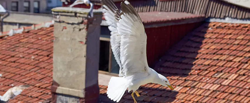 Residential Chimney Animal Removal Solution in Selma, AL