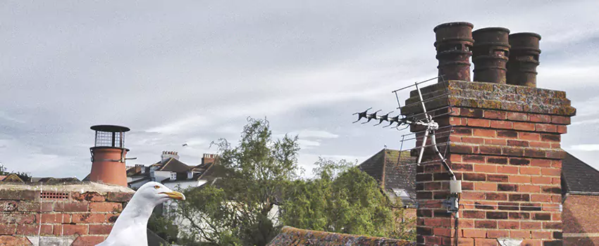Chimney Cleaning And Restoration in Selma, Alabama